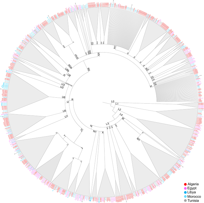 Tracing the Evolutionary Tapestry of North Africa